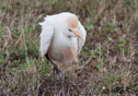 Bubulcus ibis